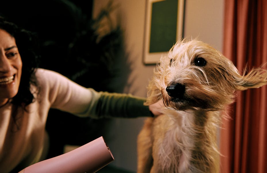 Dog getting a blow dry