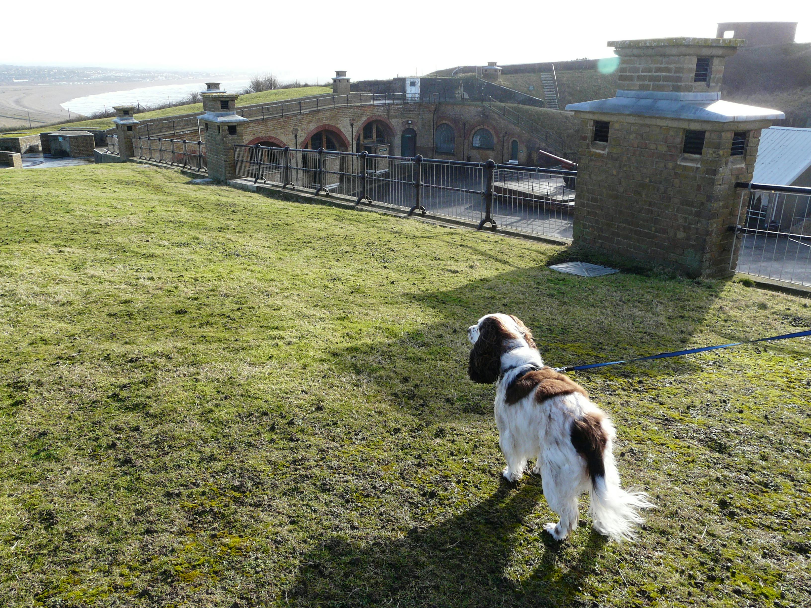 A dog visiting Newhaven Fort