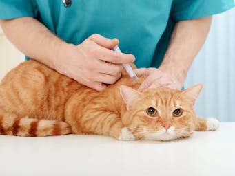 Why are pet vaccines important?