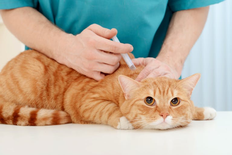 Why are pet vaccines important?