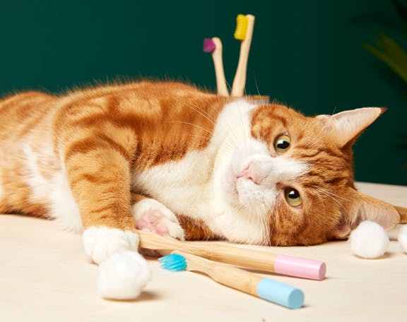 Cat with toothbrushes