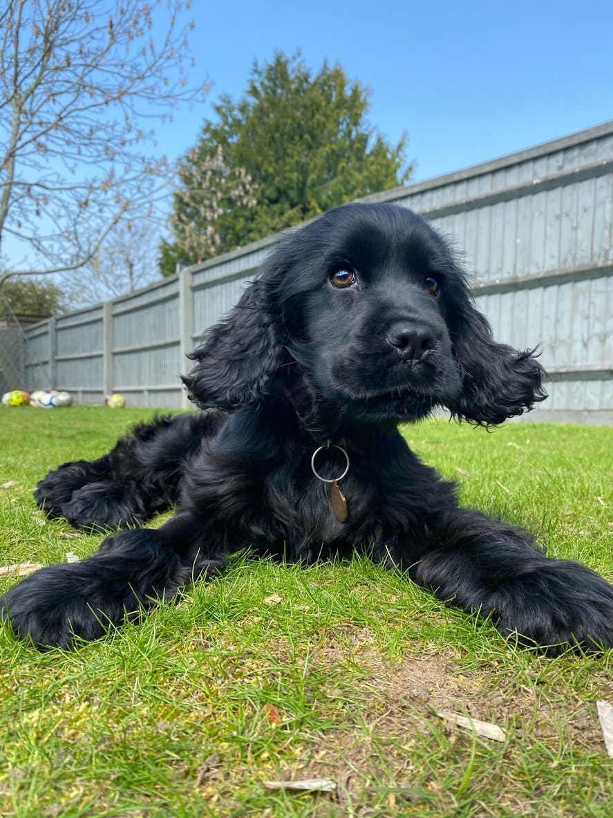 Cocker Spaniel puppy