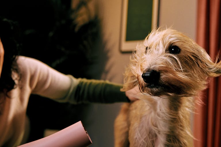 Immediate cover on pet insurance