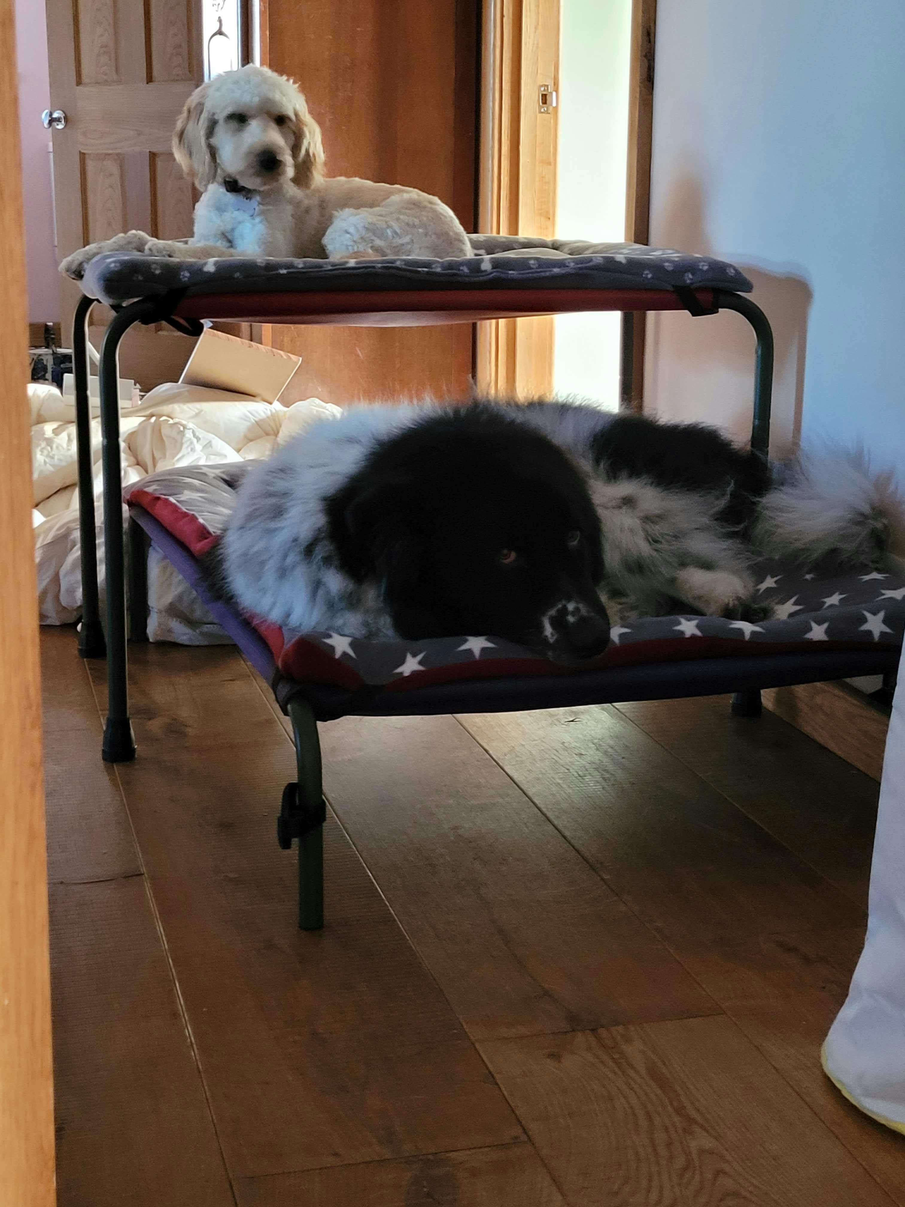 HiK9 dog bunk beds