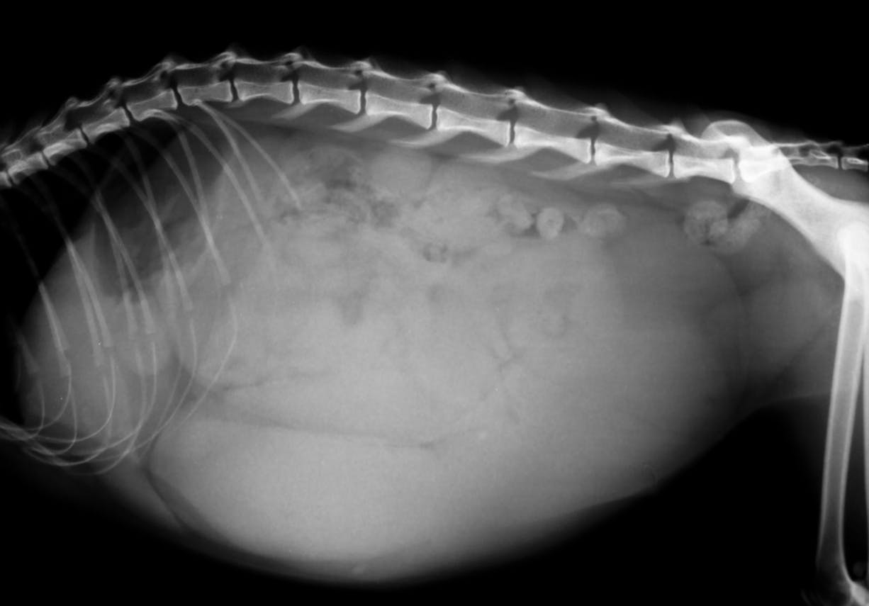 X-ray of pyometra