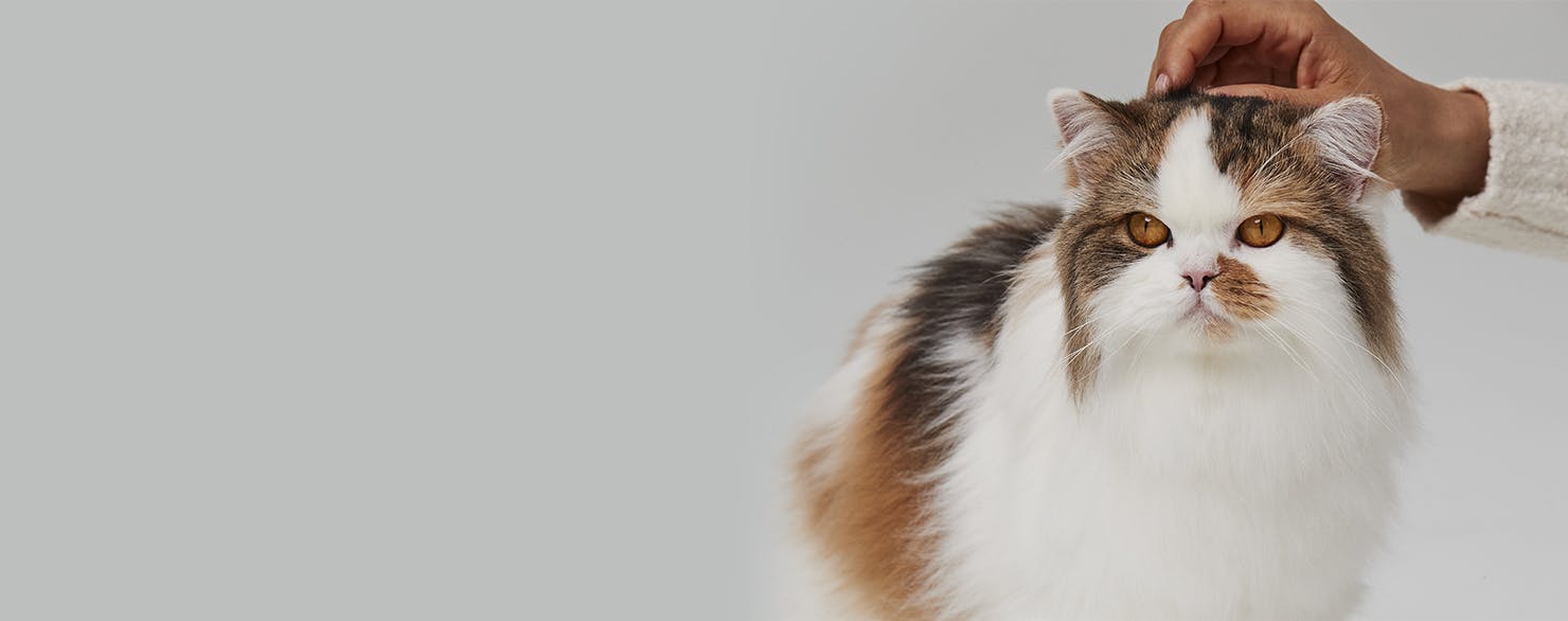 A cat being stroked