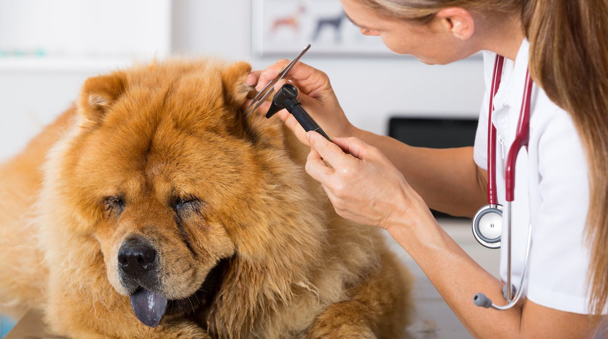 vet looking in dog's ear
