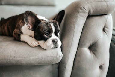 A French Bulldog on a sofa