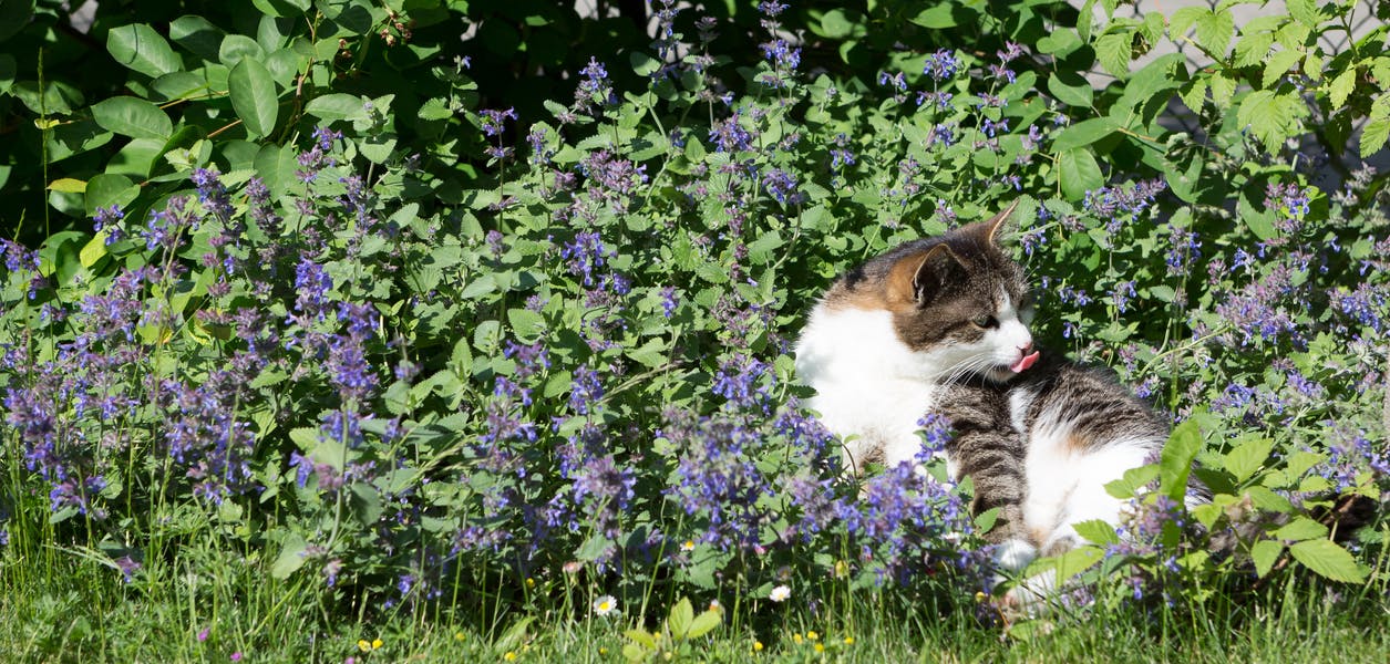 Cat in a catmint shrub