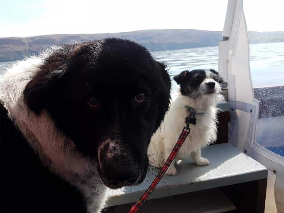 Dogs on a boat trip