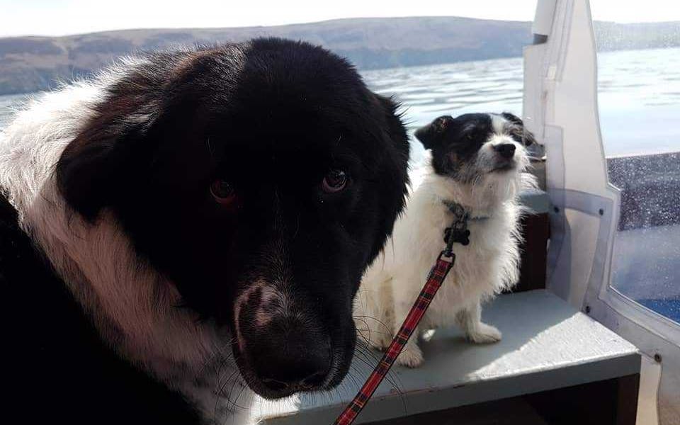 Dogs on a boat trip