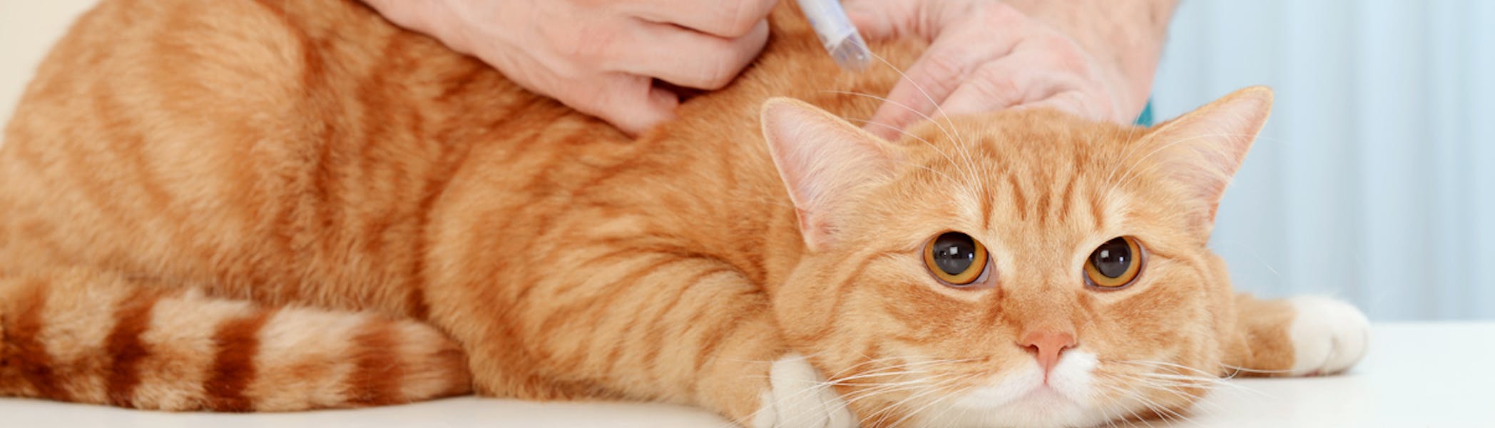A cat being vaccinated