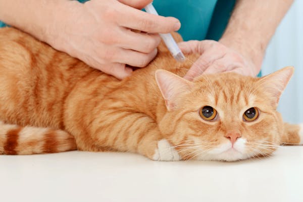 Pet vaccines: what owners need to know