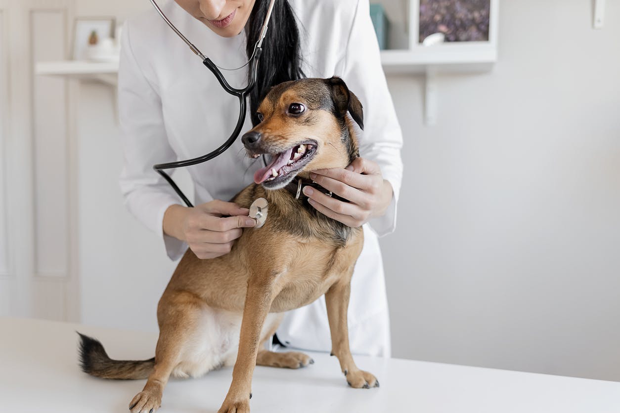 Vet listening to a dog's heart