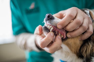 Dog getting teeth checked