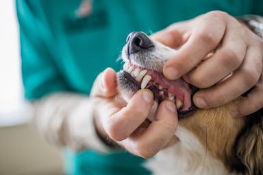 How to treat gum disease in dogs