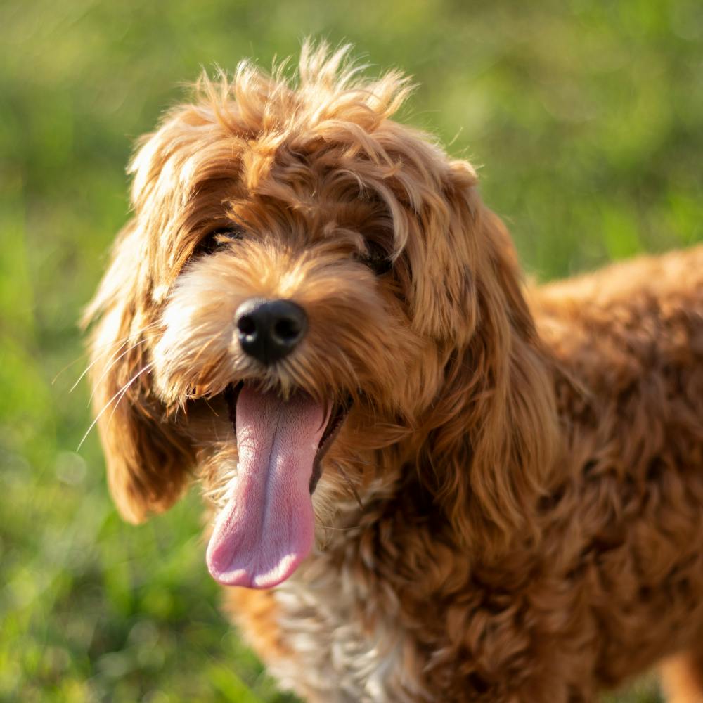 Cockapoo with its tongue out