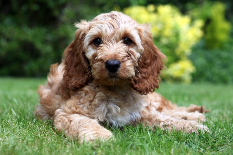 A Cockapoo on the grass