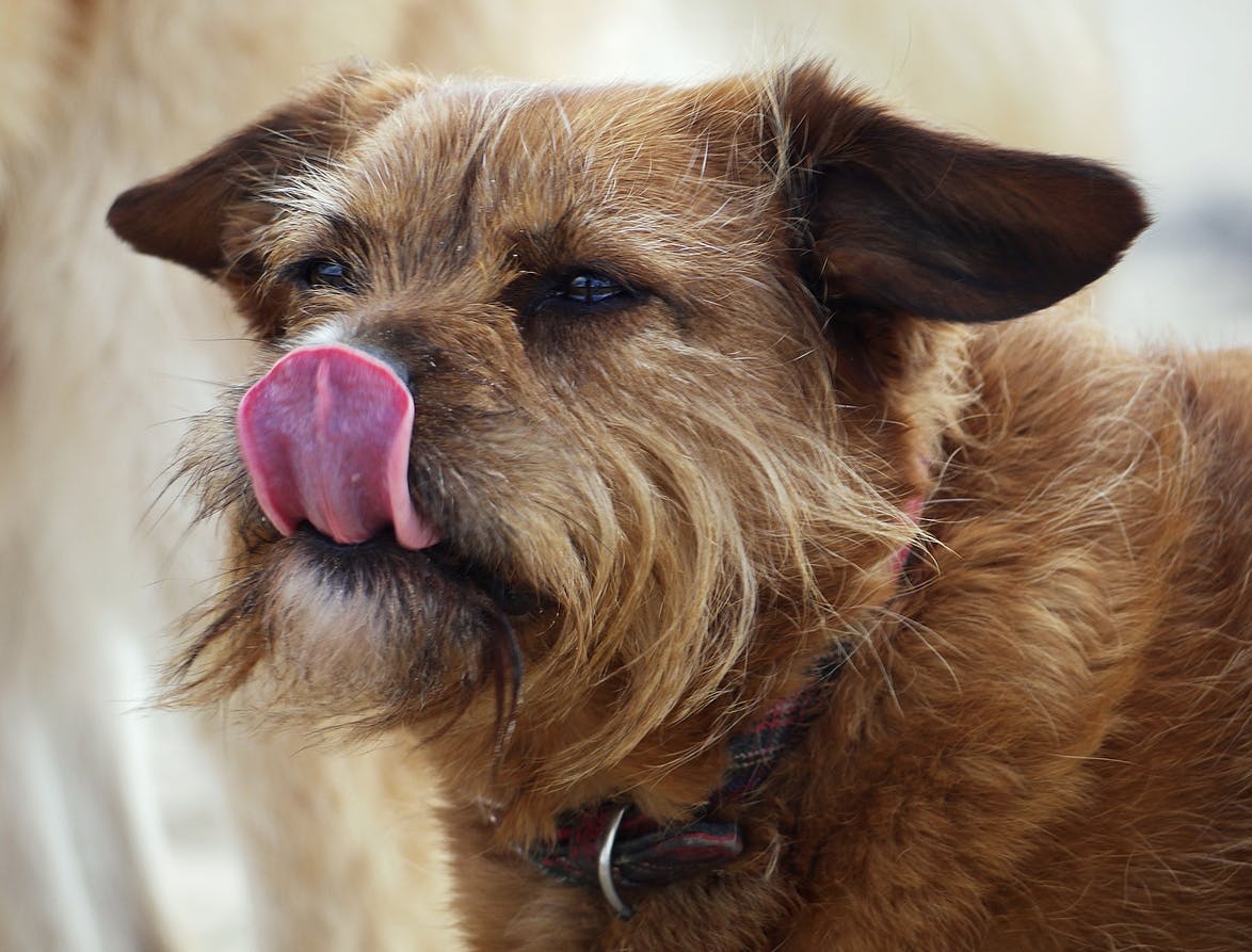 A Cairn Terrier licking its nose