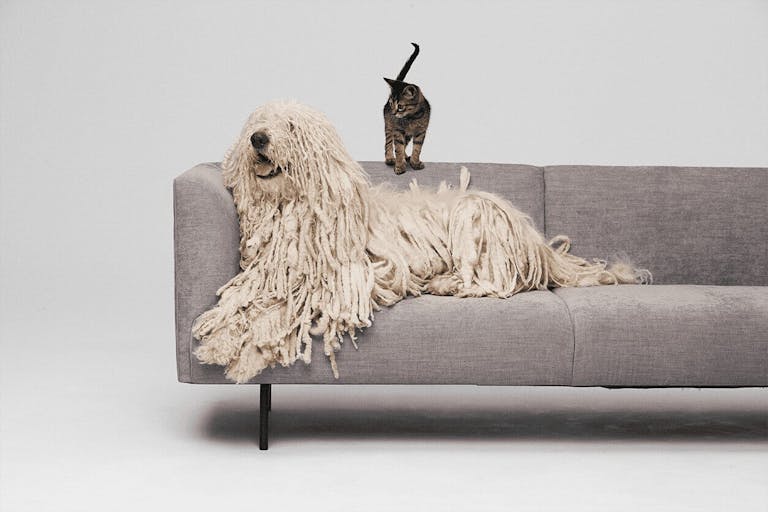 A dog sitting on the sofa with a cat standing behind