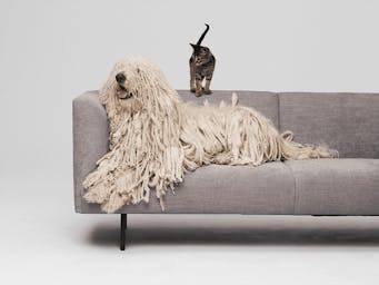 What does dog insurance cost?