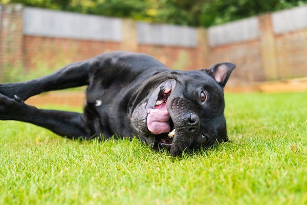 Staffordshire Bull Terrier lying on grass