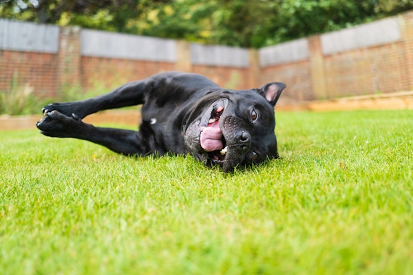 Staffordshire Bull Terrier lying on grass