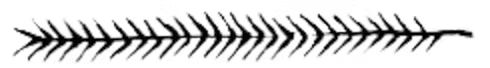 Boulebar Illustration Leaf Left