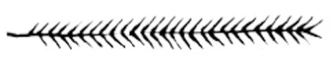 Boulebar Illustration Leaf Right