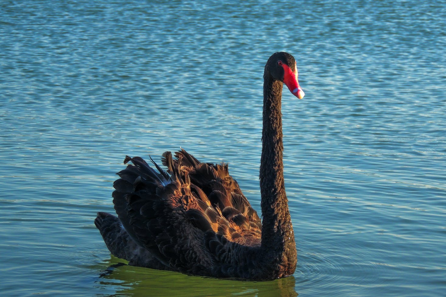 Al Qudra Lake weekend trip from Dubai