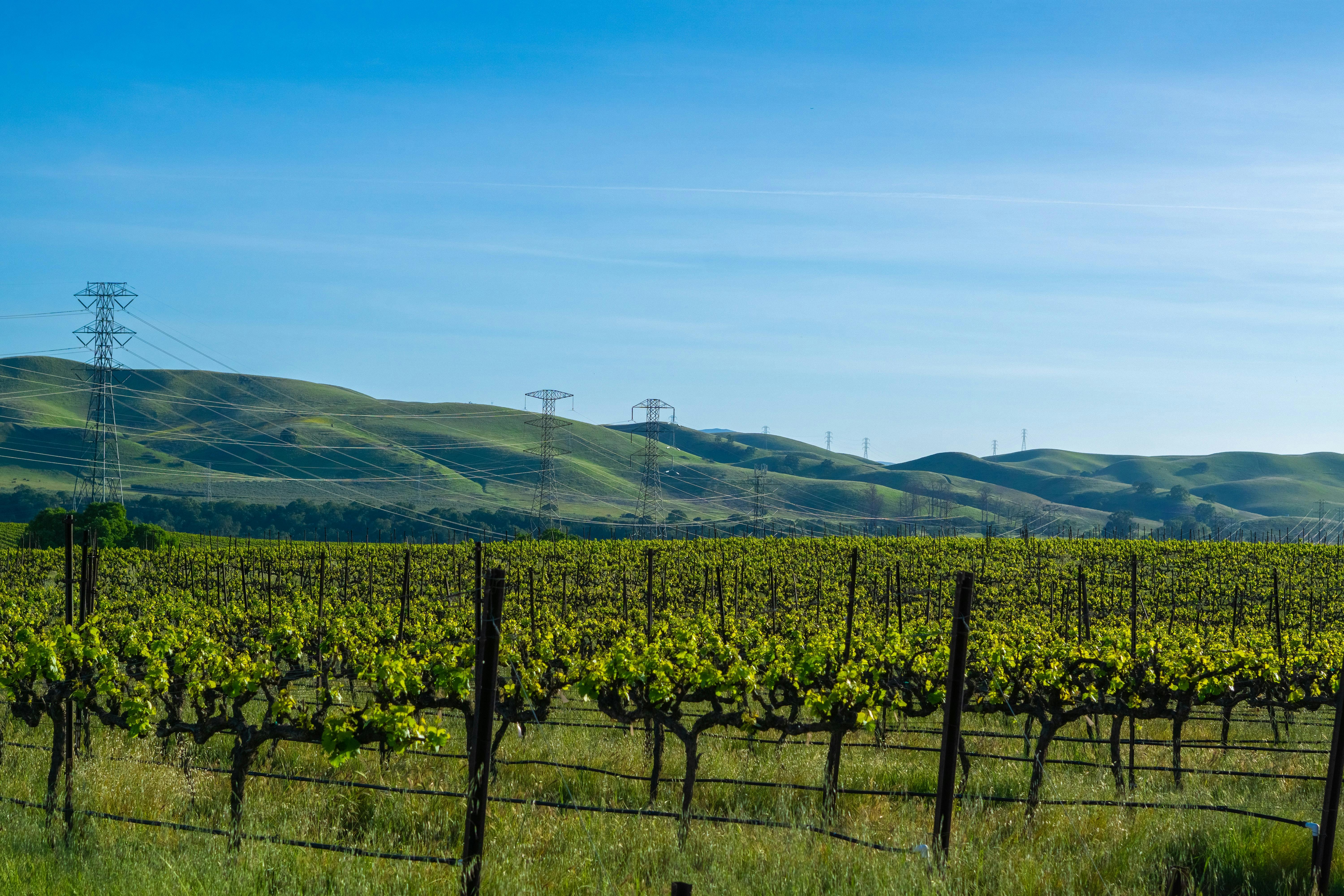 Napa Valley wine tasting near San Francisco