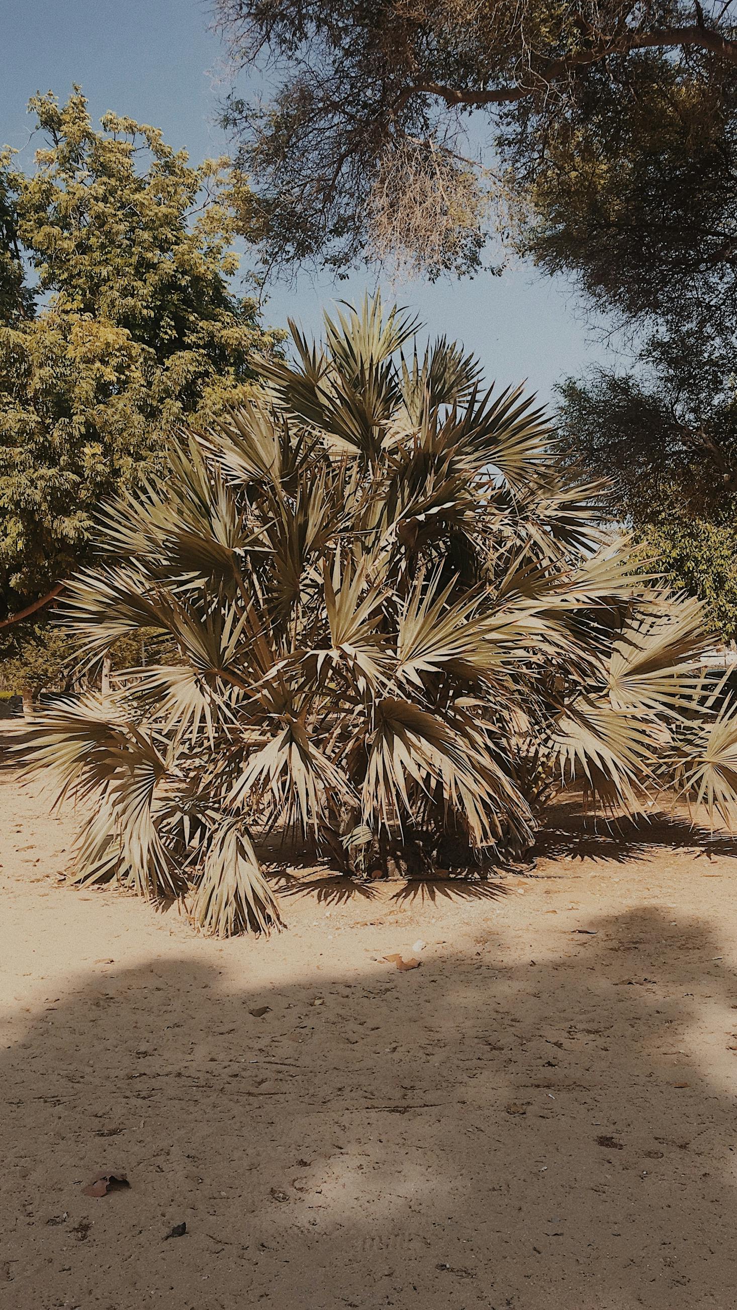 Al Mamzar Beach Park near Dubai