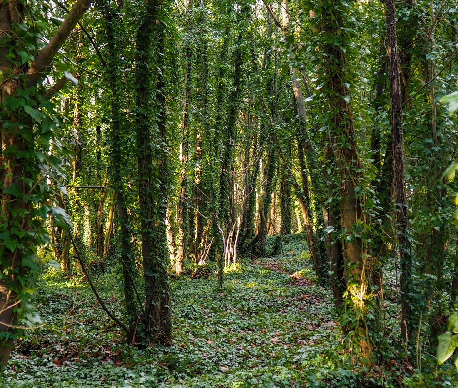 Forest in Brighton