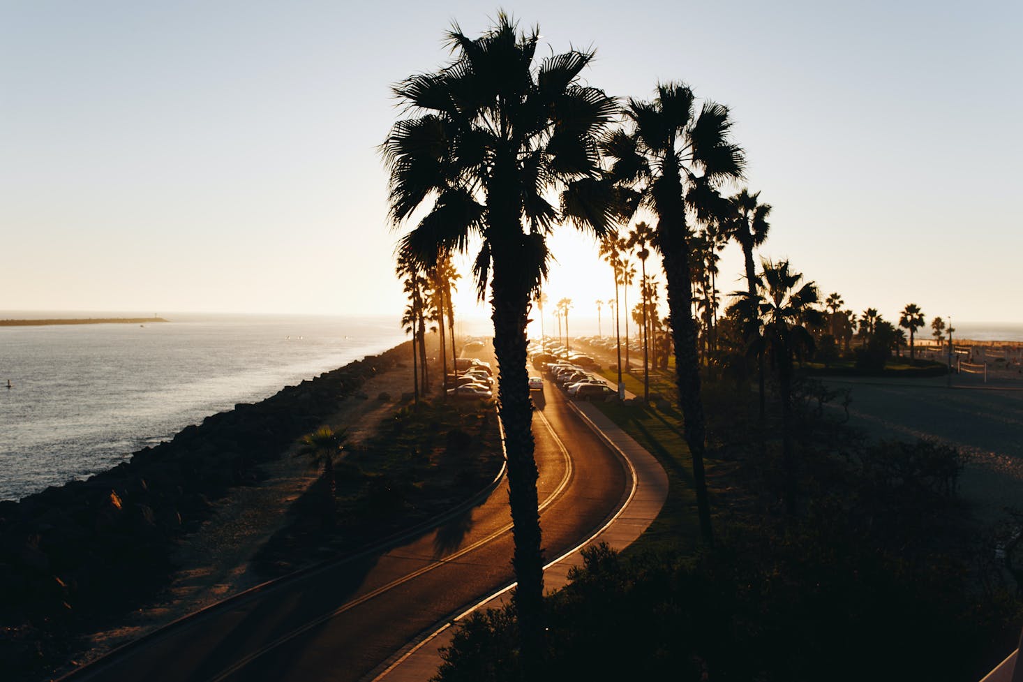 palm trees at Mission Beach, San Diego