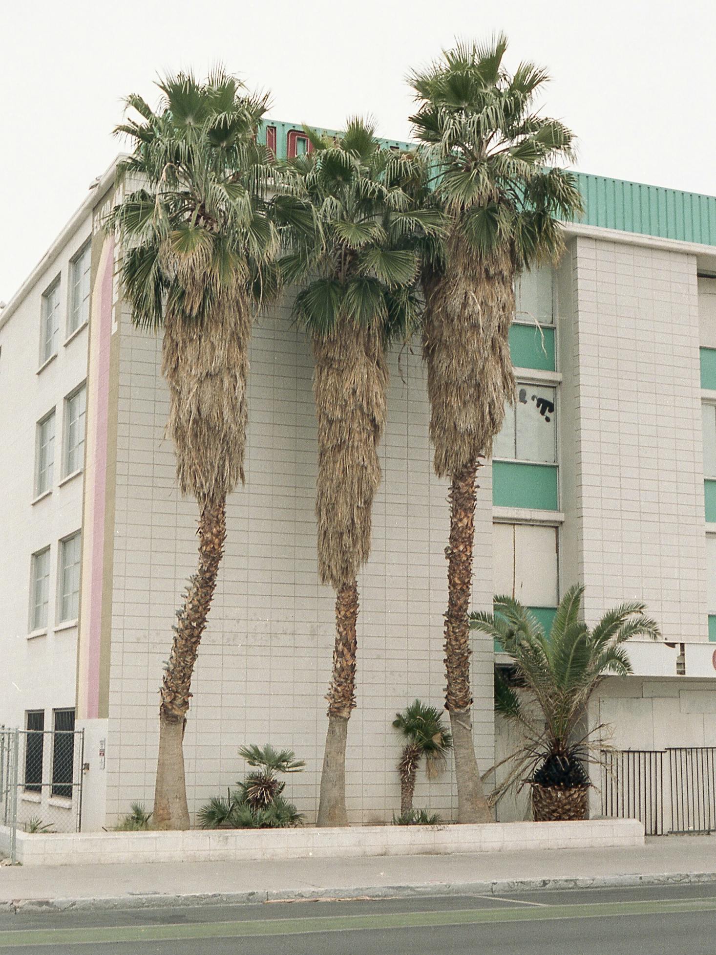 building with palm trees