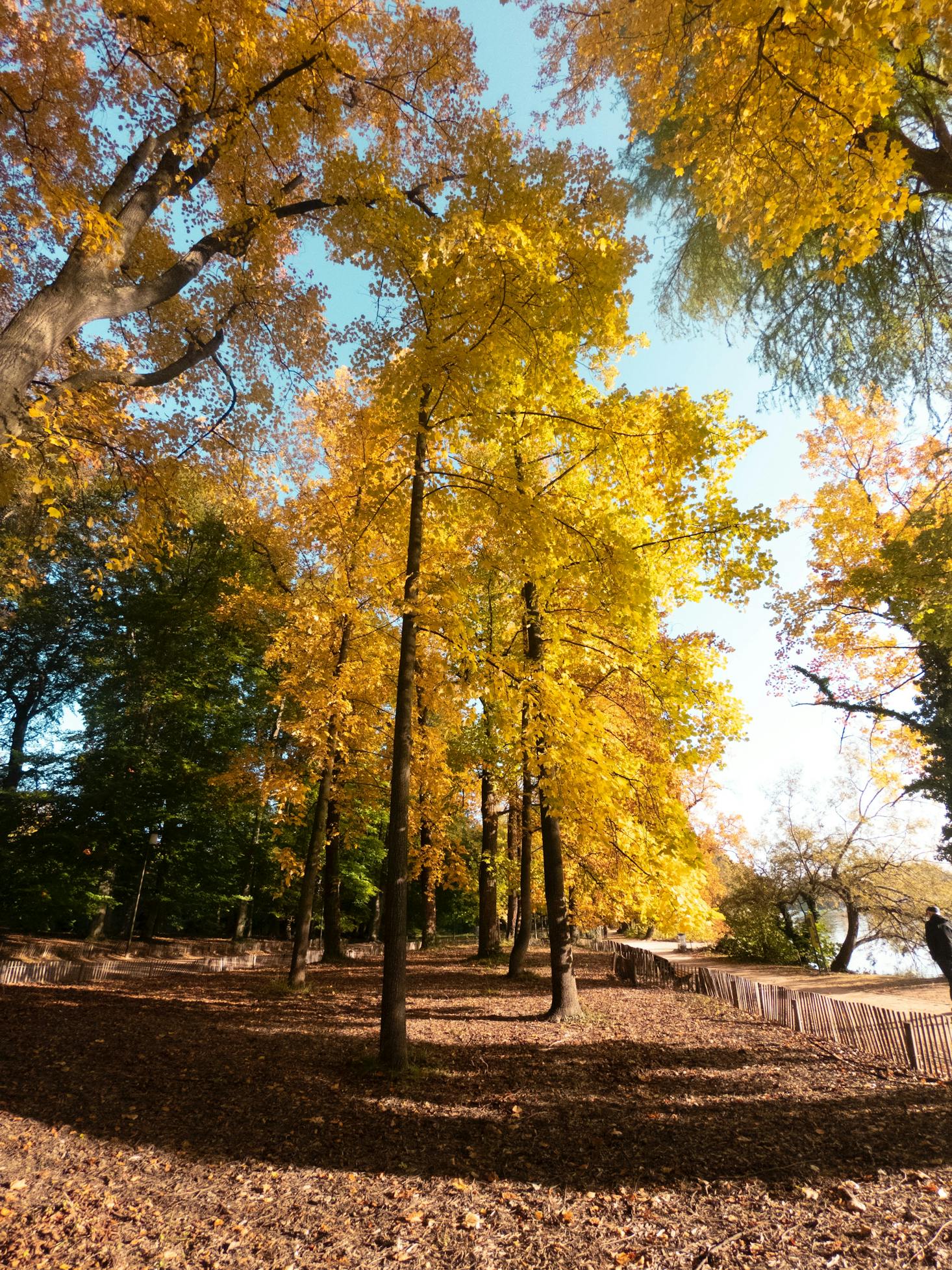 Park in Lyon