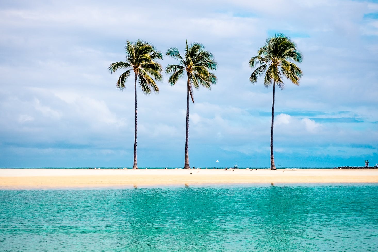 Palm trees on a beach in Hawaii