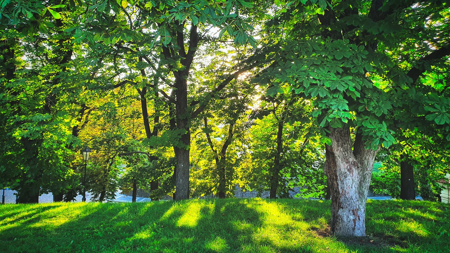 City park in Prague