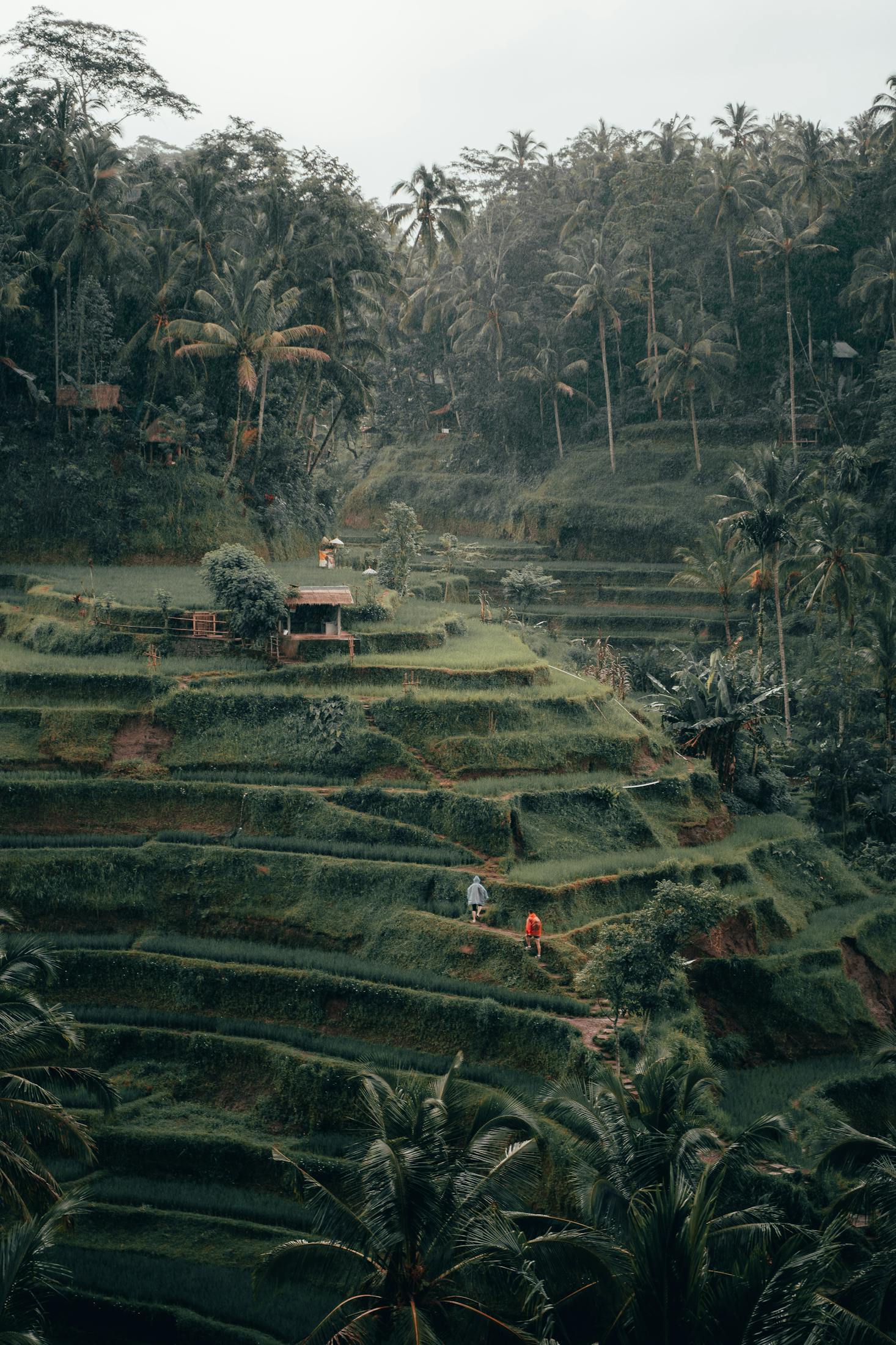 The green terraced fields in Ubud, Bali