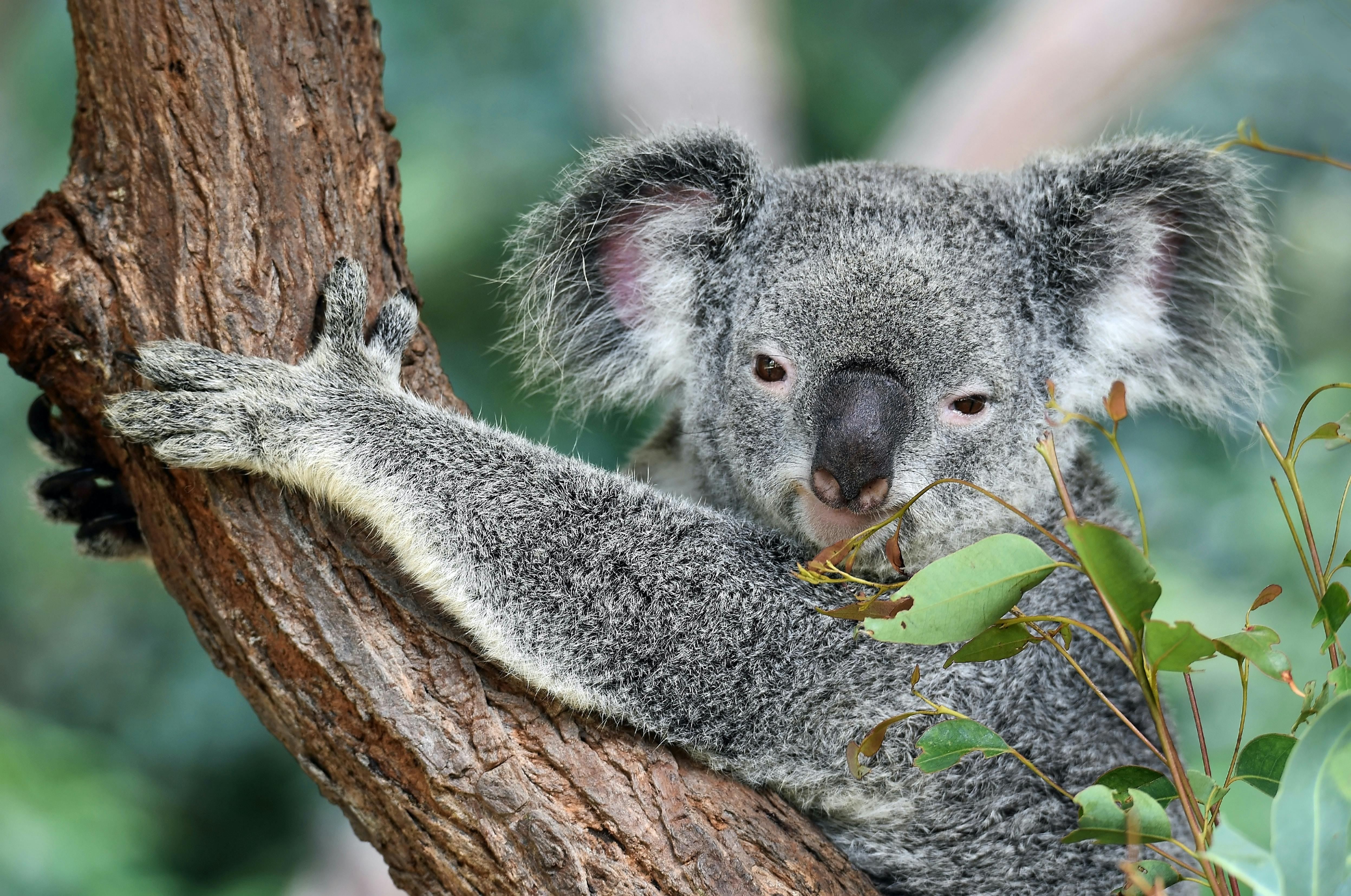 Wildlife viewing near Brisbane