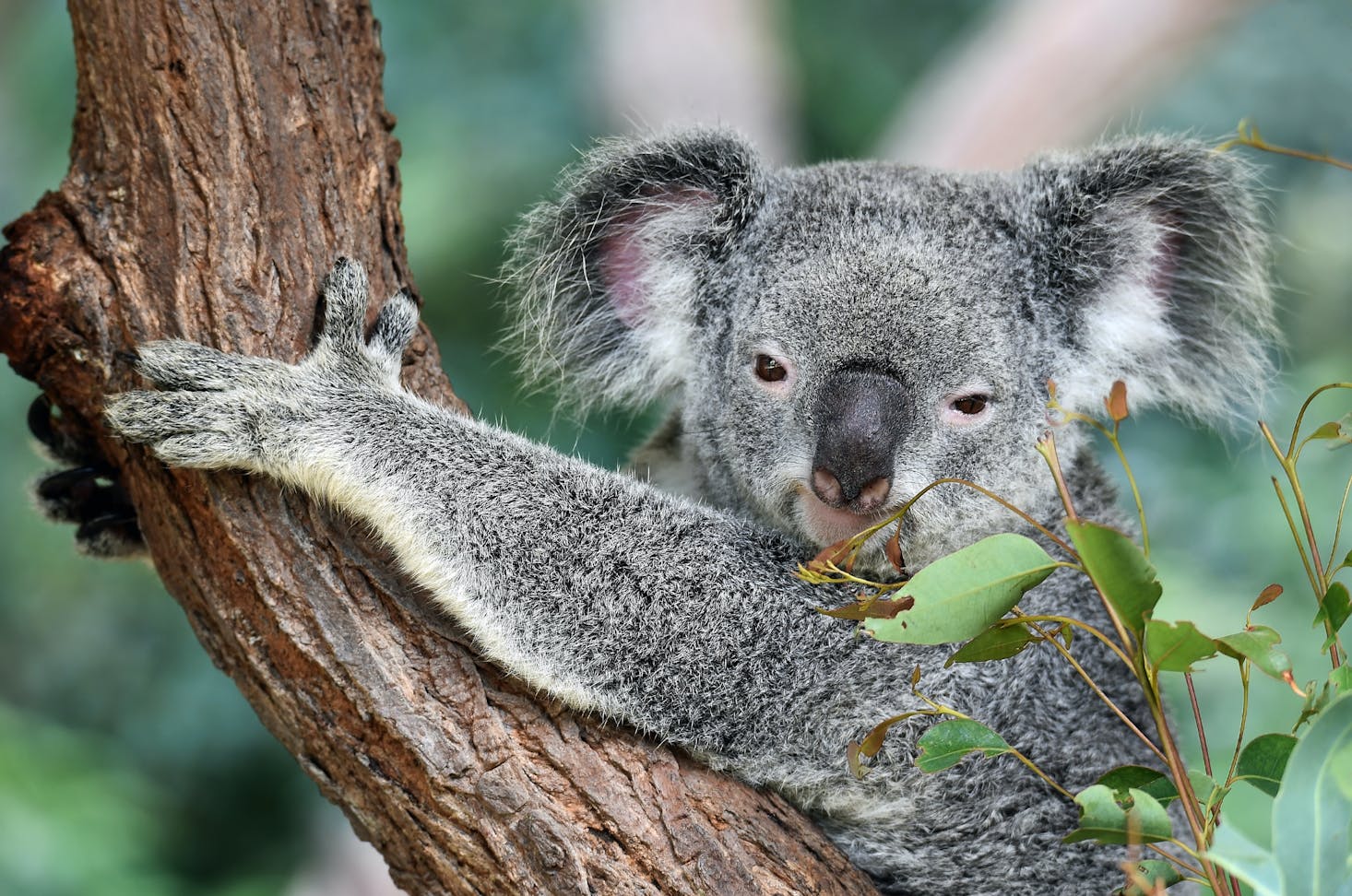 Wildlife viewing near Brisbane