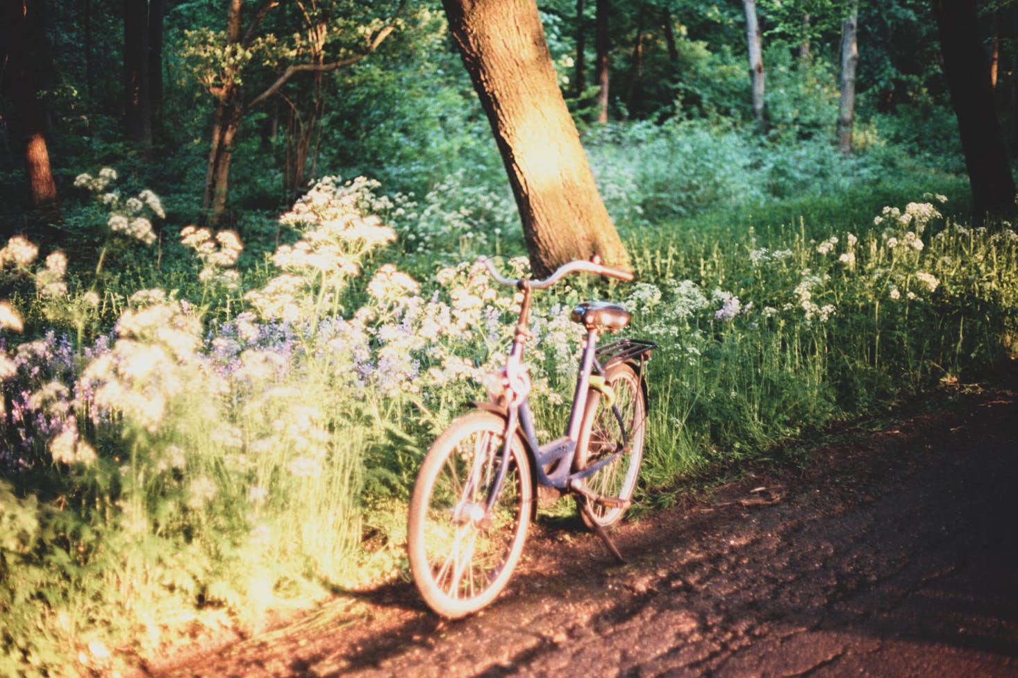 Bike in Amsterdam