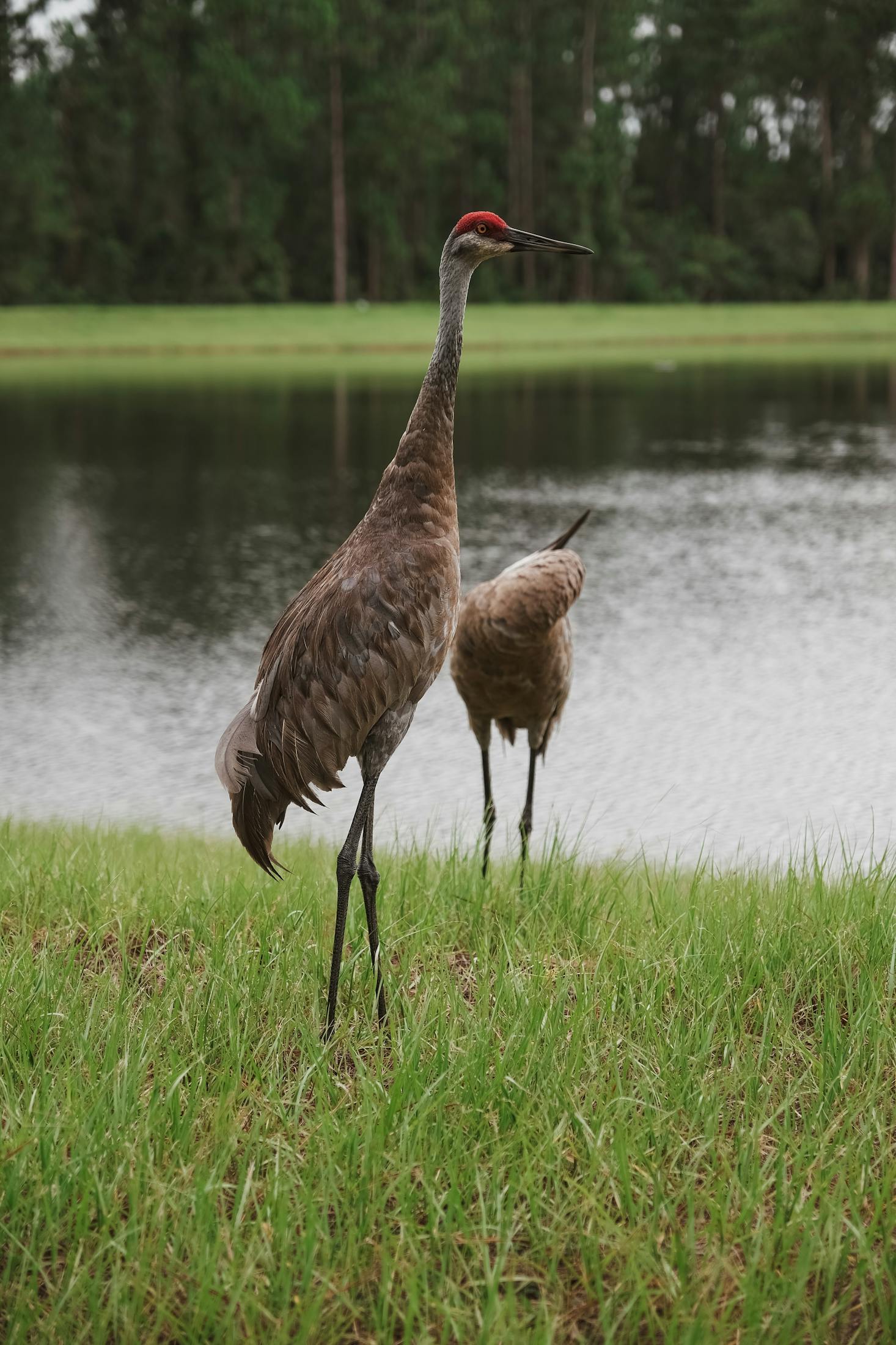 bird watching in Orlando