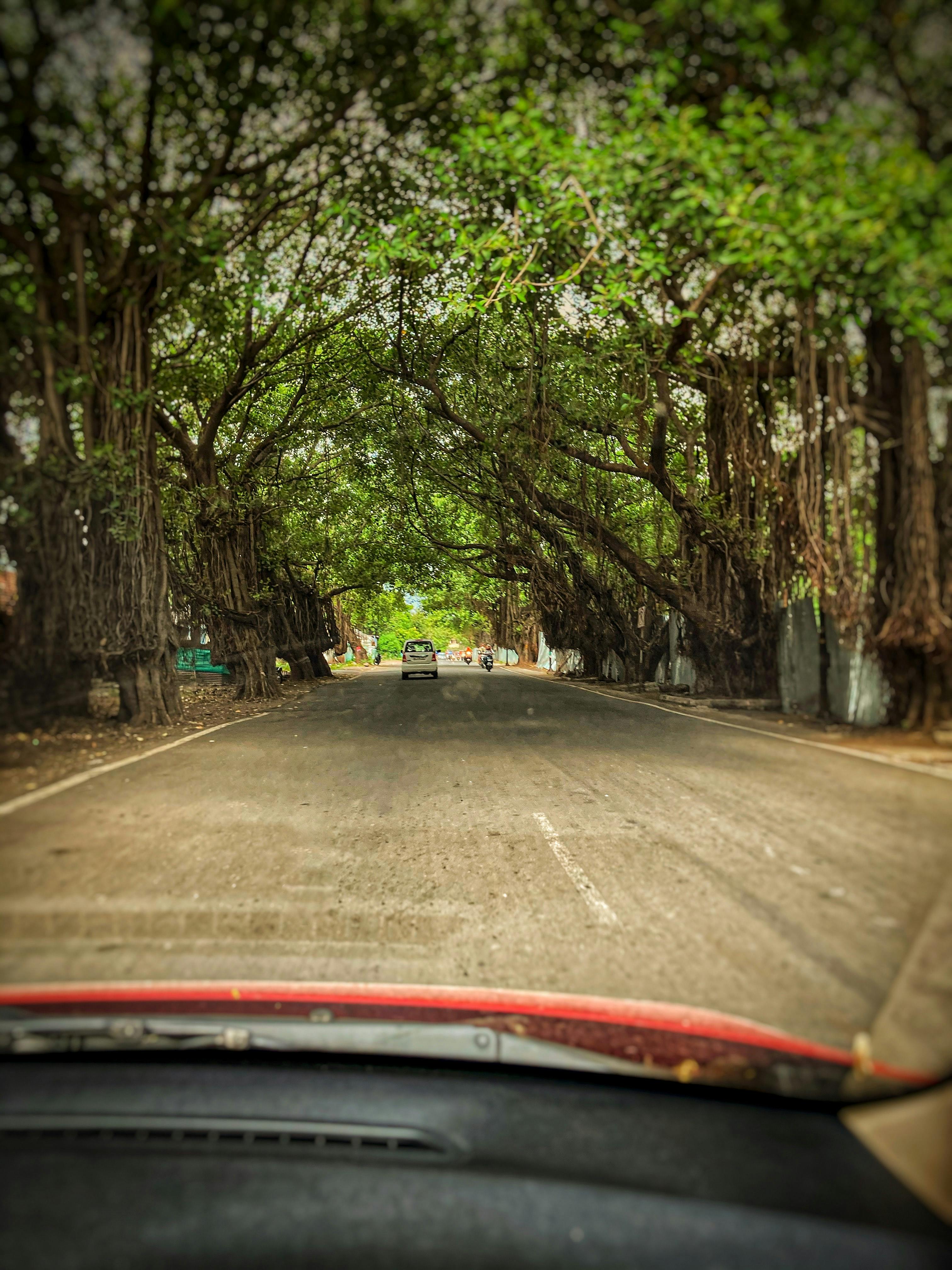 Tree-lined street in Pune, India