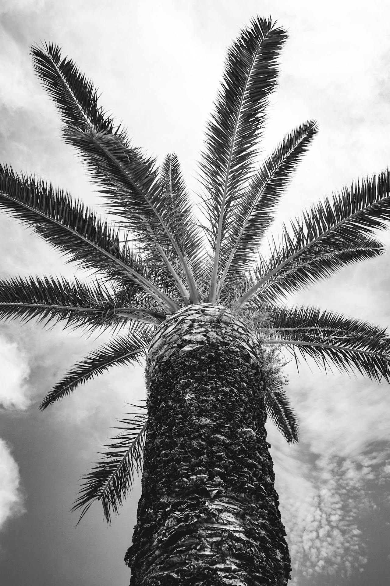 Palm tree is Trogir, Croatia