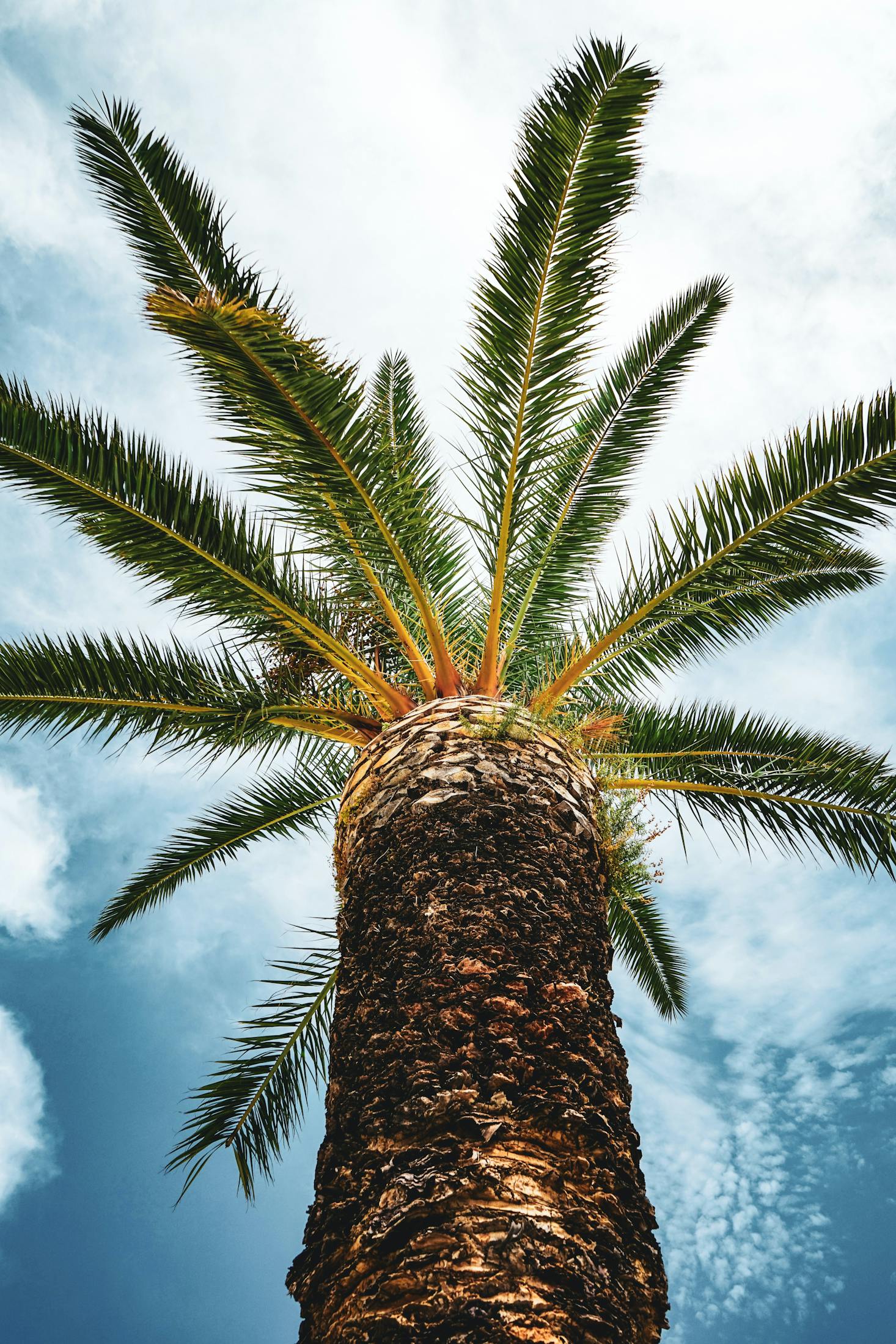 Palm tree i2 Trogir, Croatia, near the Trogir Bus Station