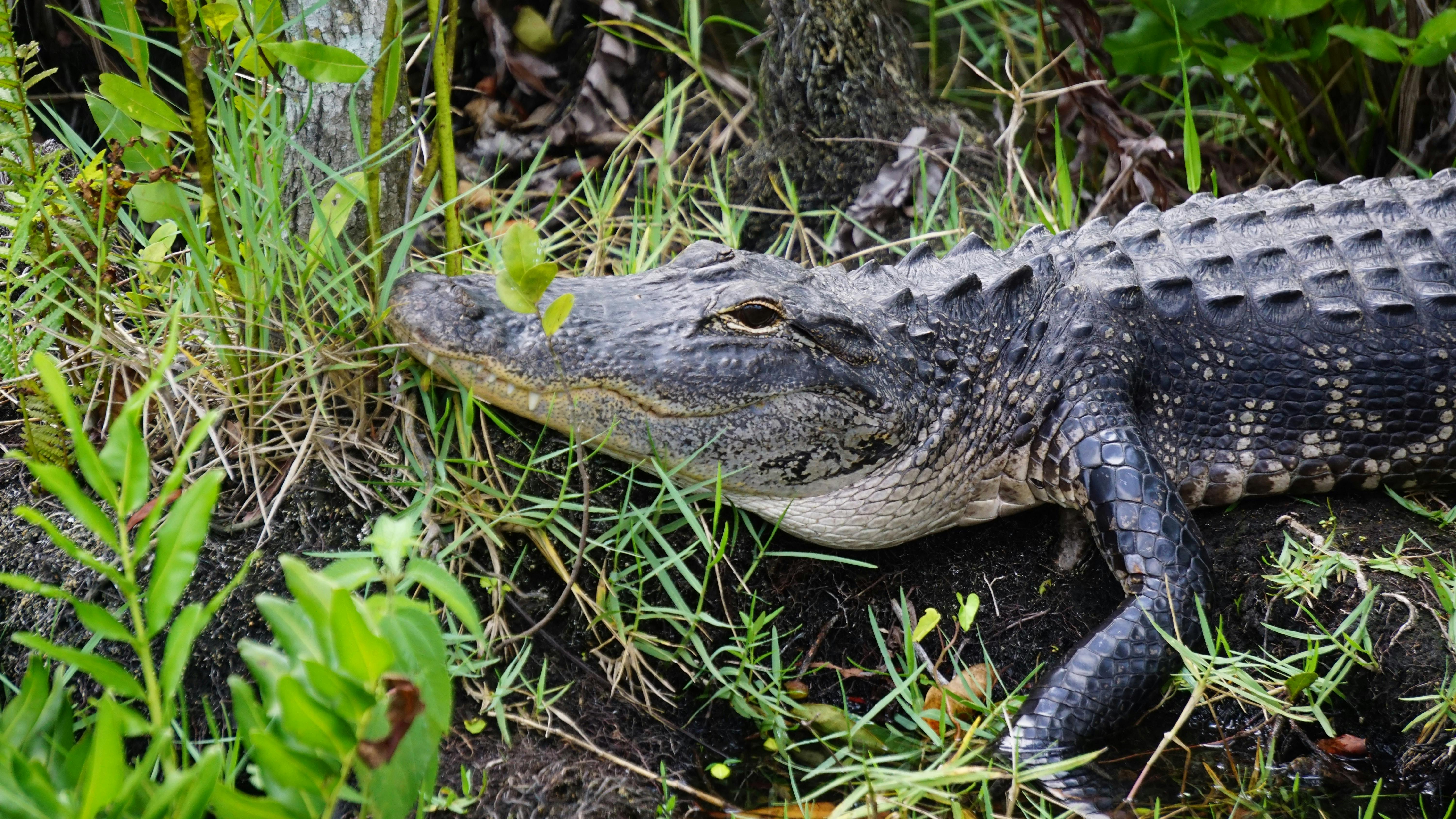 Day trips to the Everglades