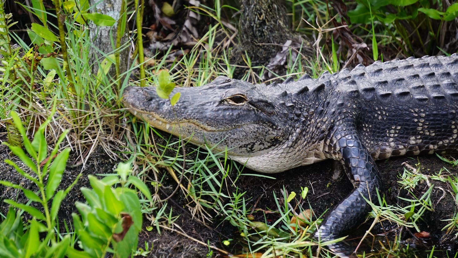 Day trips to the Everglades