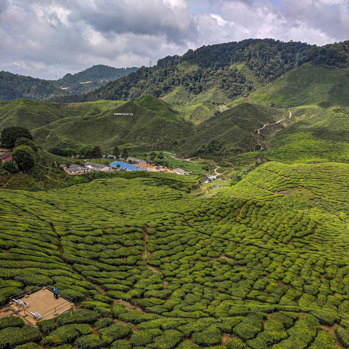 Cameron Highlands weekend trip from Kuala Lumpur