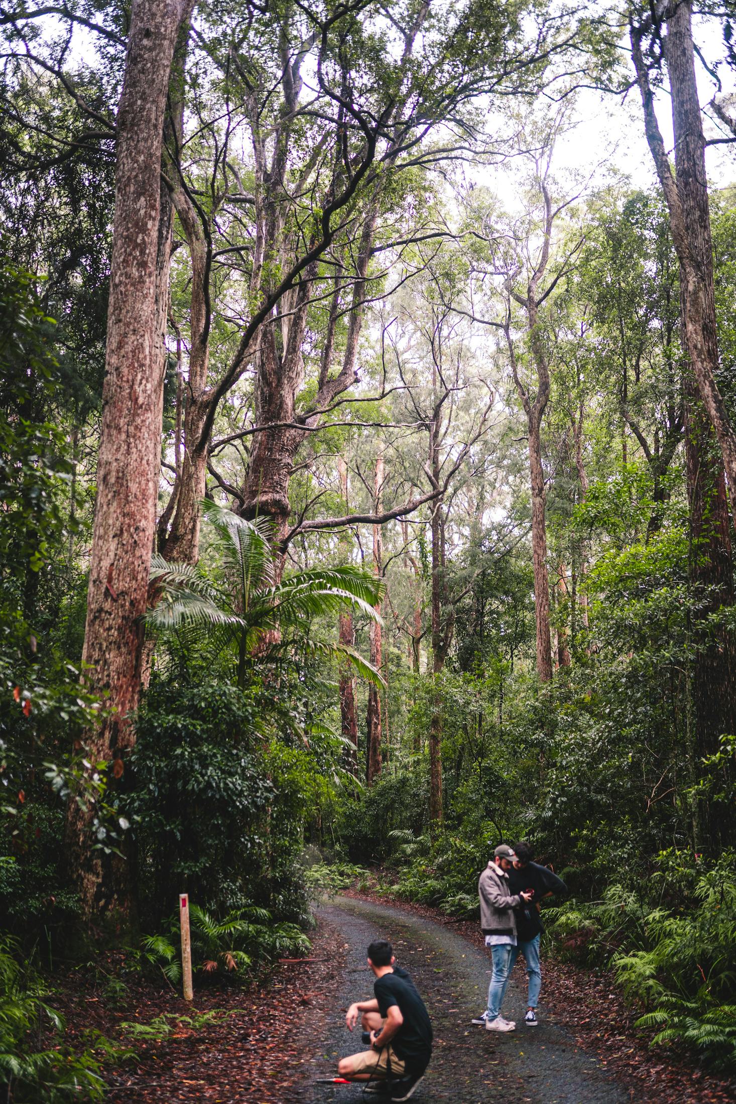 Forest walk in Gold Coast